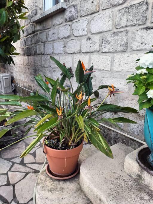 Charmant Appart Avec Jardin Aigues-Mortes Bagian luar foto