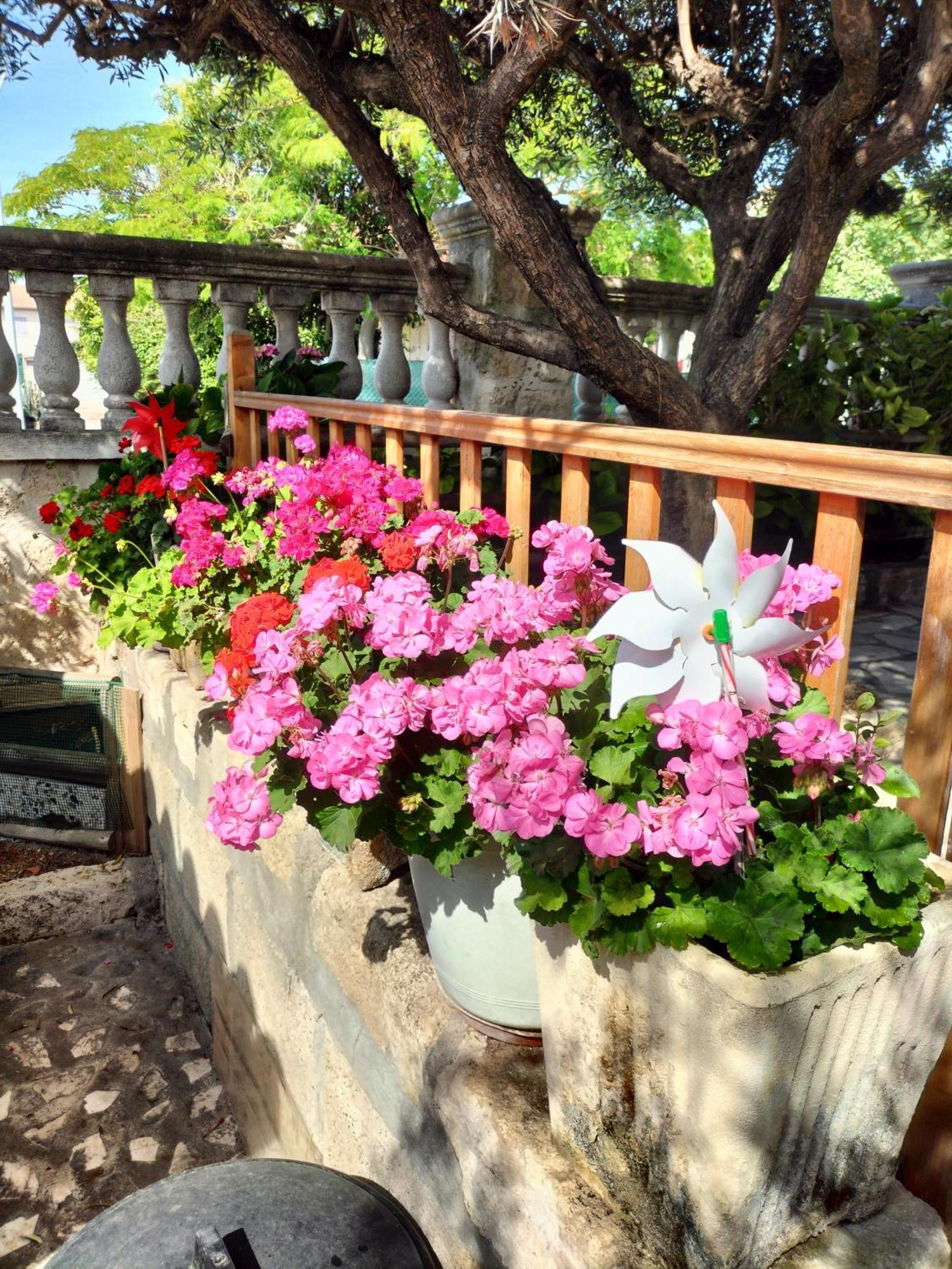 Charmant Appart Avec Jardin Aigues-Mortes Bagian luar foto